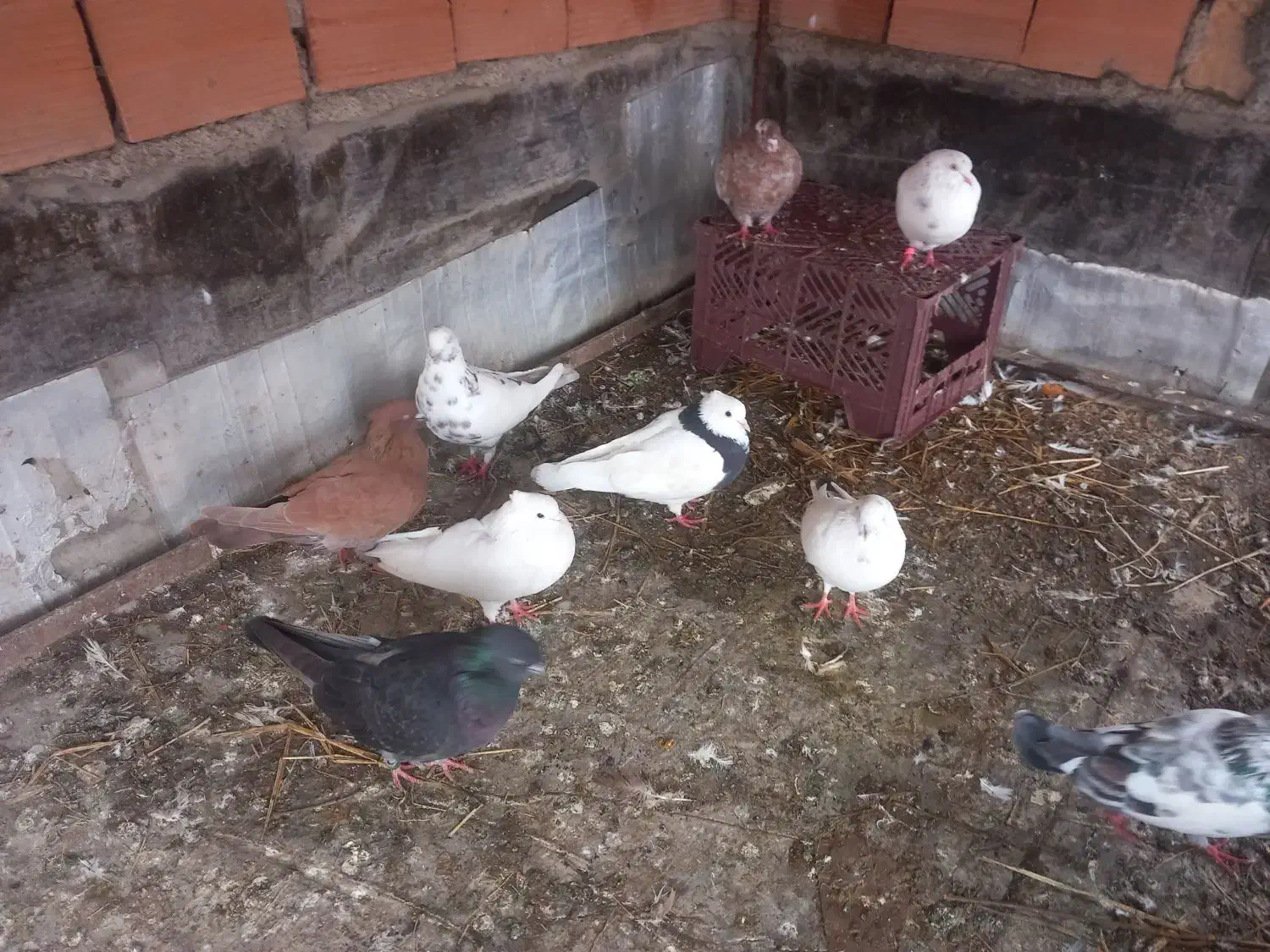 کفتر پرشی|پرنده|سرخنکلاته, |دیوار