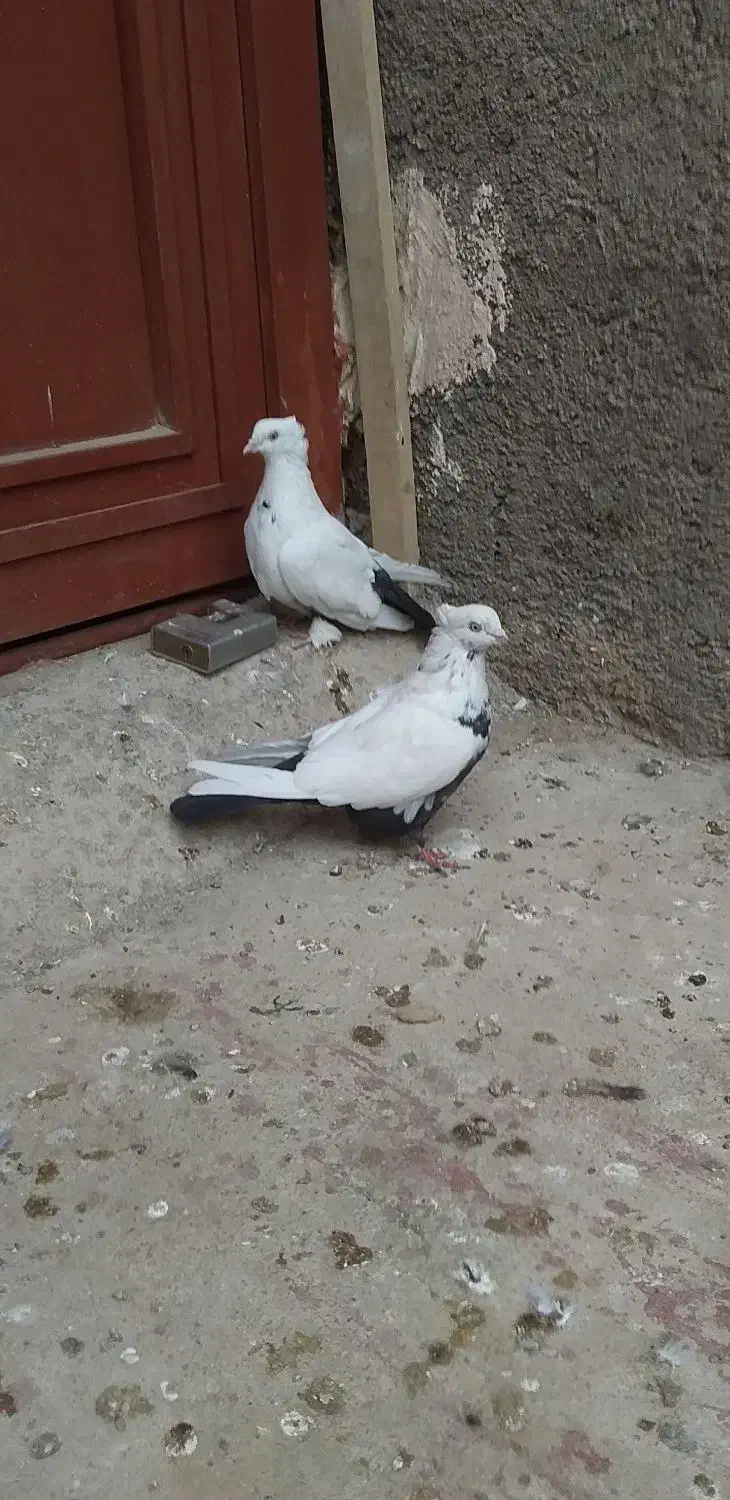 کبوتر ۳جفت کفتر رنگی|پرنده|قمرود, |دیوار