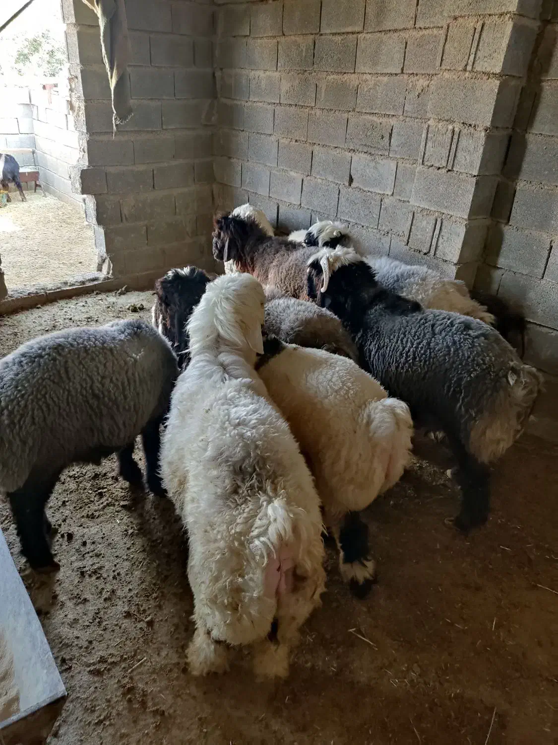 بره چاق درجه یک|حیوانات مزرعه|میمند, |دیوار