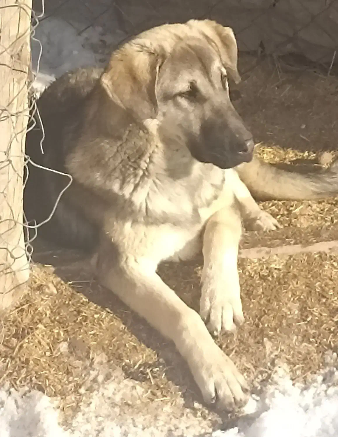 واگذاری توله|سگ|سلماس, |دیوار