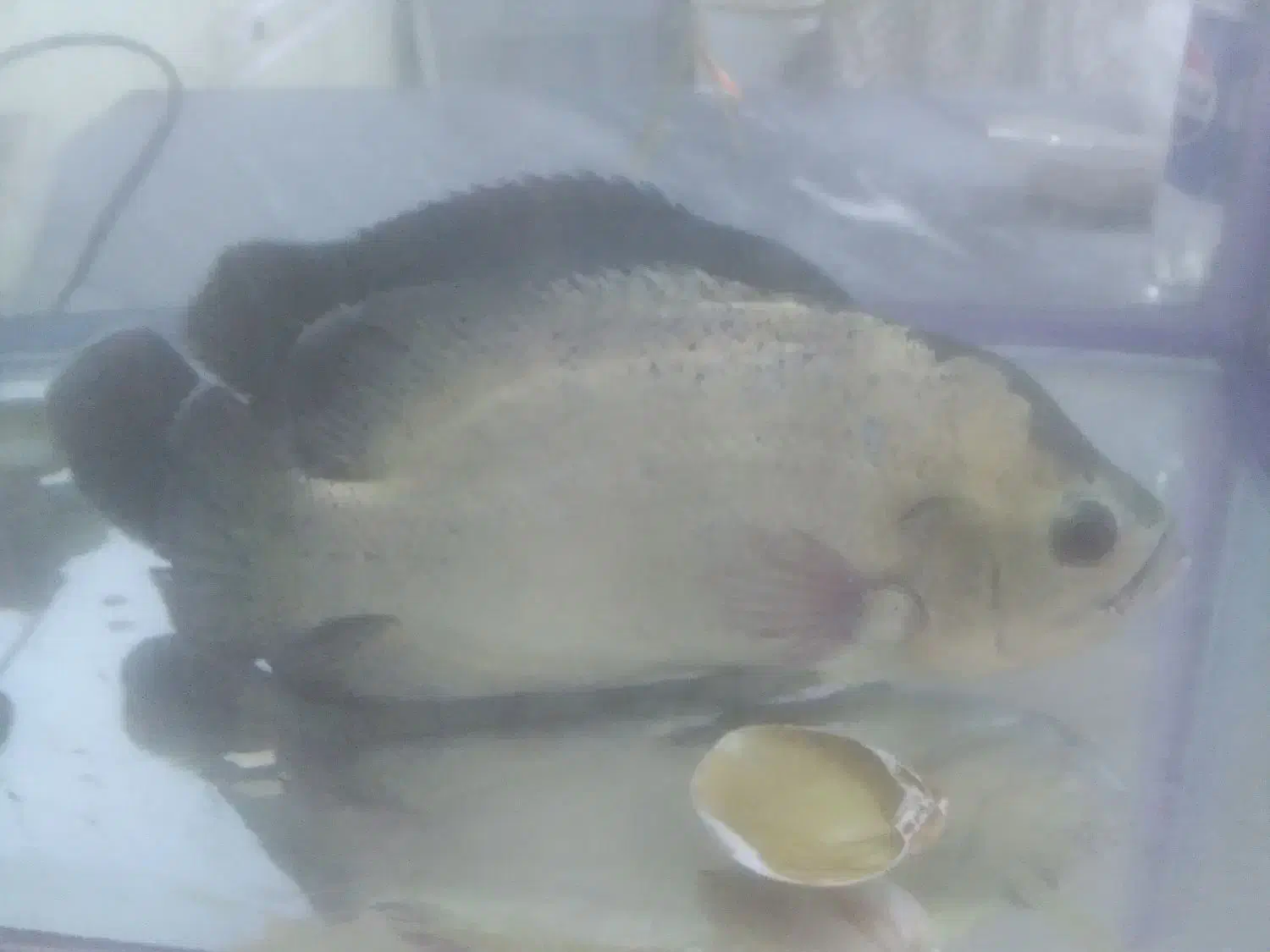 ماهی و آکواریوم|ماهی|اندیشه, شهرک کوثر|دیوار