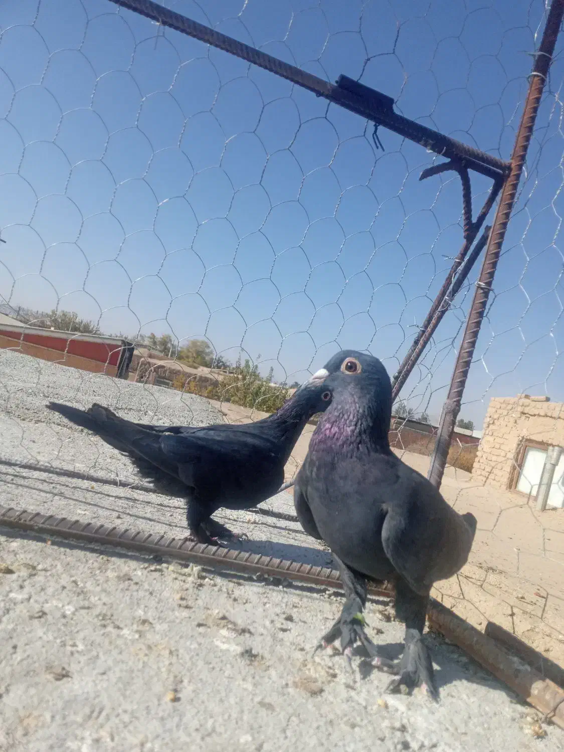 دوعدده کبوتر جونگ|پرنده|یزدان شهر, |دیوار