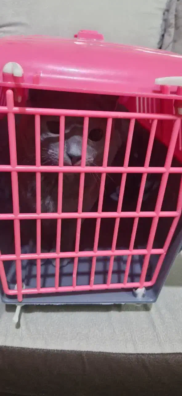 اسکاتیش|گربه|مشهد, تربیت (صدف)|دیوار