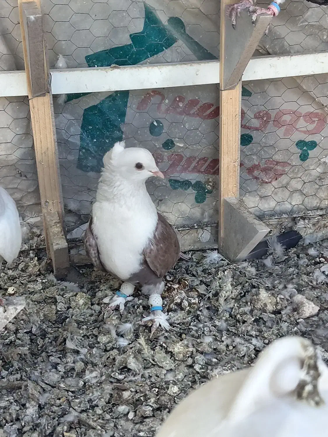 رنگه|پرنده|نیشابور, دارایی|دیوار