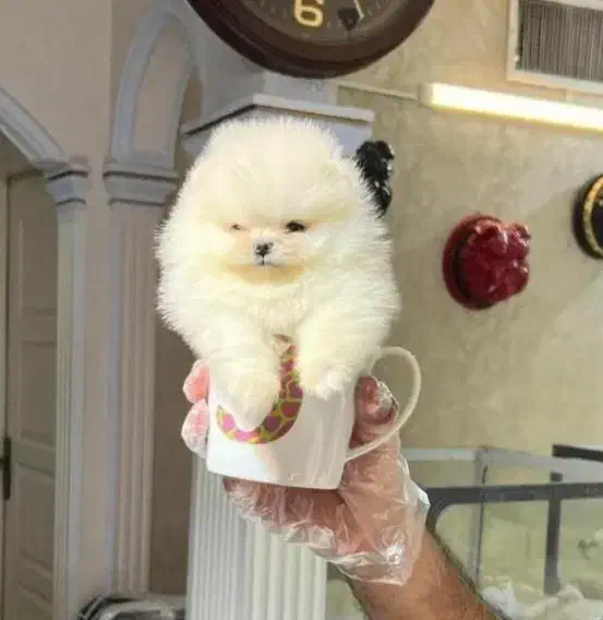 آپارتمانی پاپی سگ|سگ|اصفهان, خانه اصفهان|دیوار