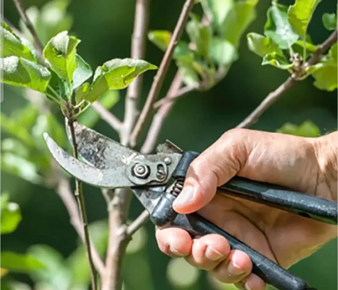 قطع درخت و هرس کردن|خدمات باغبانی و درختکاری|شیراز, دکتر حسابی|دیوار