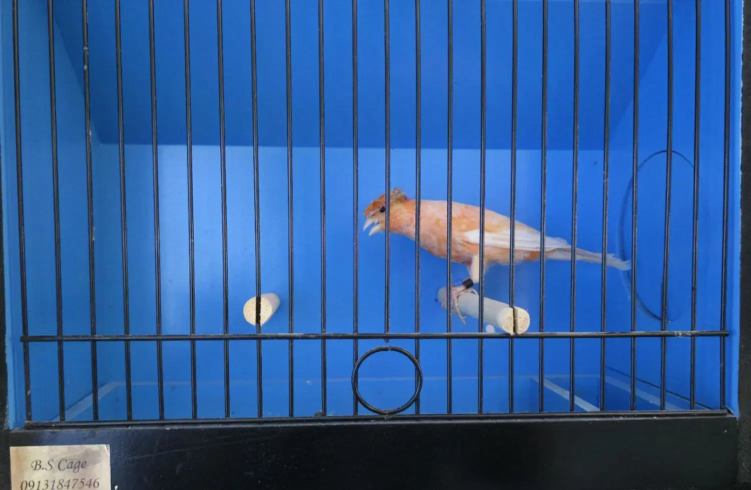 فروش قناری ماده سرخ هلندی کاکلی|پرنده|امیدیه, |دیوار