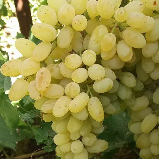 نهالستان مهندس قاسمی تولید کننده انواع نهال|خدمات باغبانی و درختکاری|آران و بیدگل, |دیوار