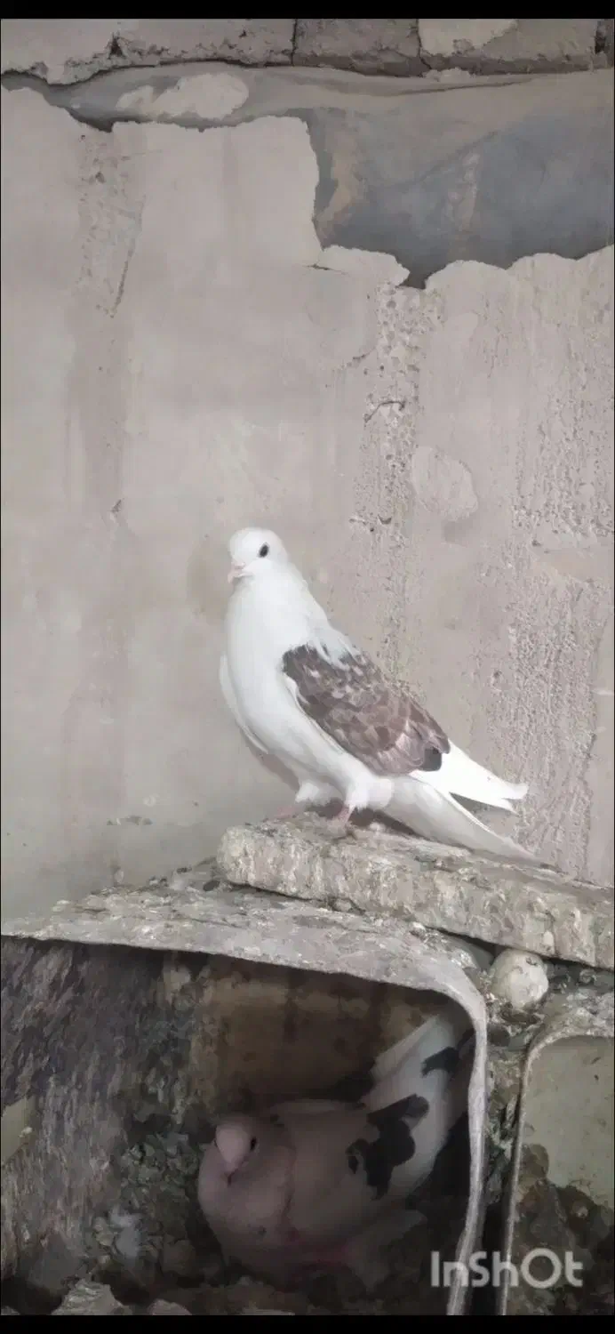 کفتر گمشده|حیوانات|مرند, |دیوار