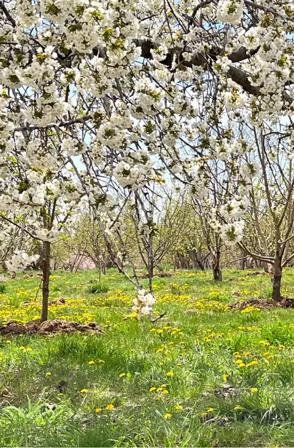 باغ ویلا دماوند جابان|فروش خانه و ویلا|دماوند, دماوند|دیوار