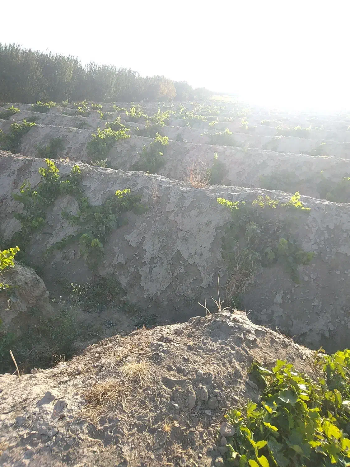 فروش باغ انگور|فروش زمین و ملک کلنگی|چهاربرج, |دیوار