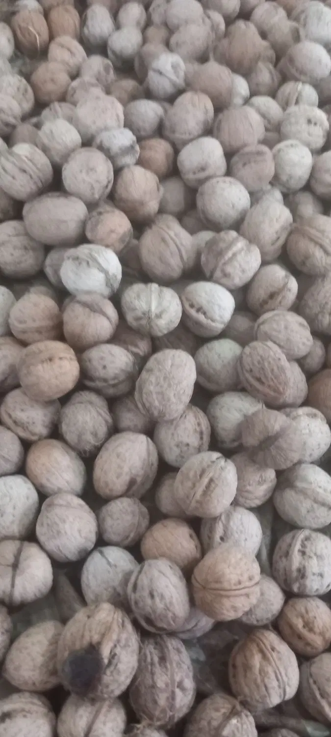 گردو|خوردنی و آشامیدنی|دورود, |دیوار