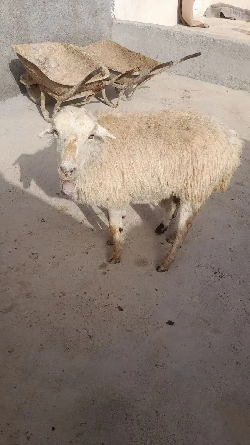 میش داشتی|حیوانات مزرعه|شیروان (خراسان), |دیوار