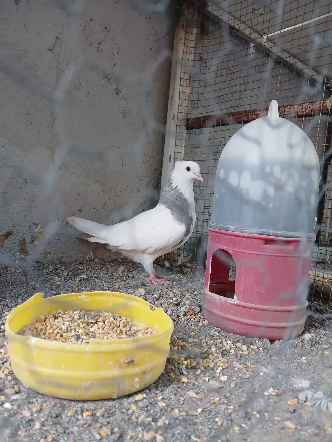 کفتر نقش|پرنده|میناب, |دیوار