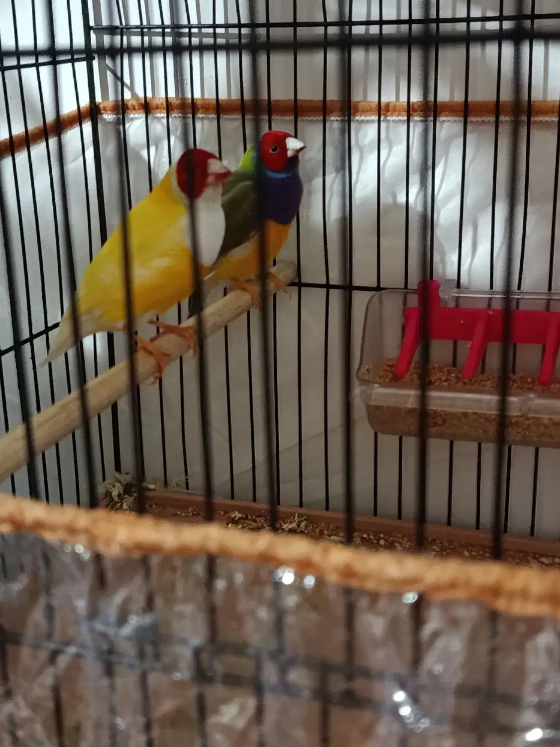 فنچ|پرنده|تبریز, |دیوار