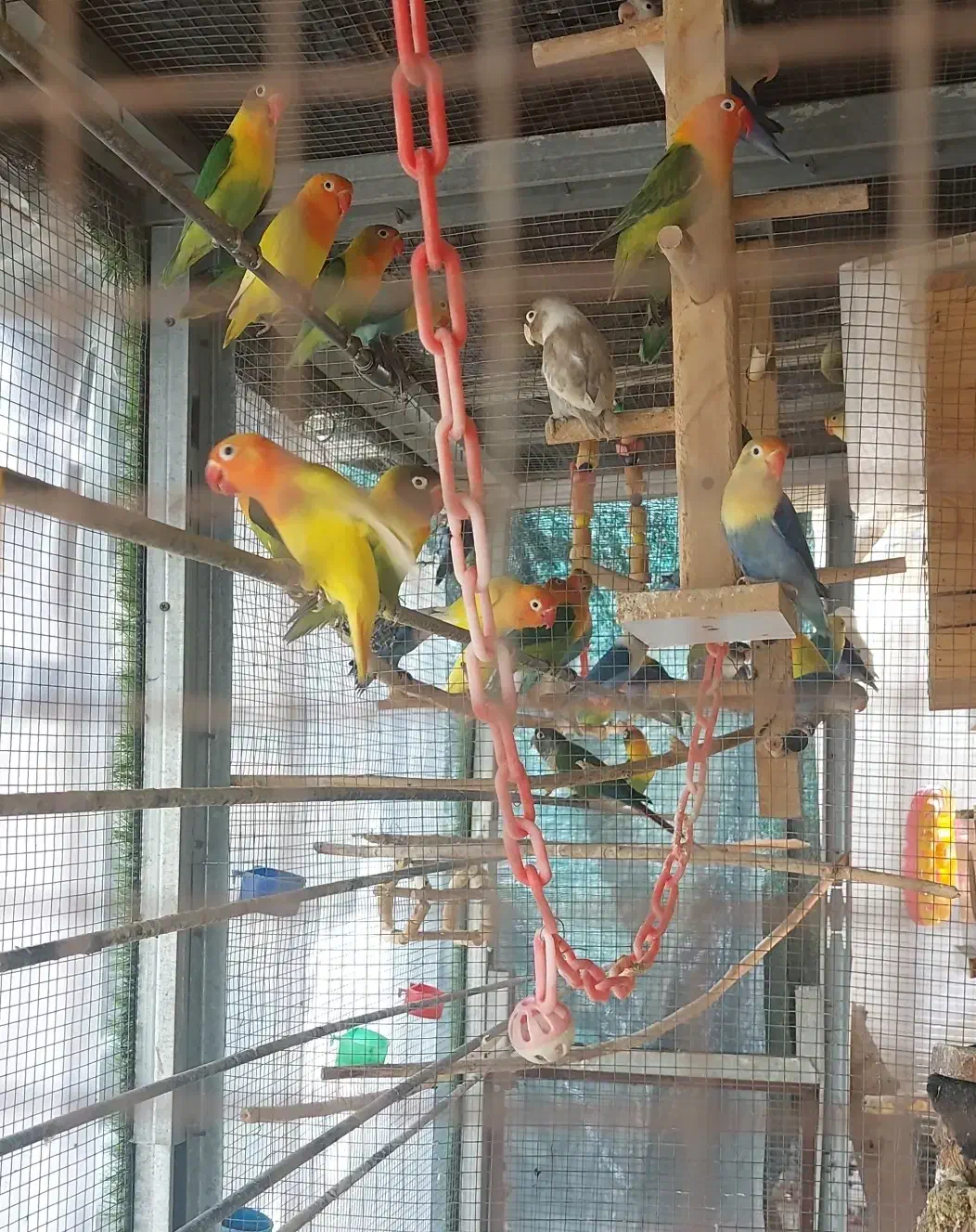 عروس هلندی. طوطی برزیلی سریلاکی بالغ تخم گذار|پرنده|کازرون, |دیوار