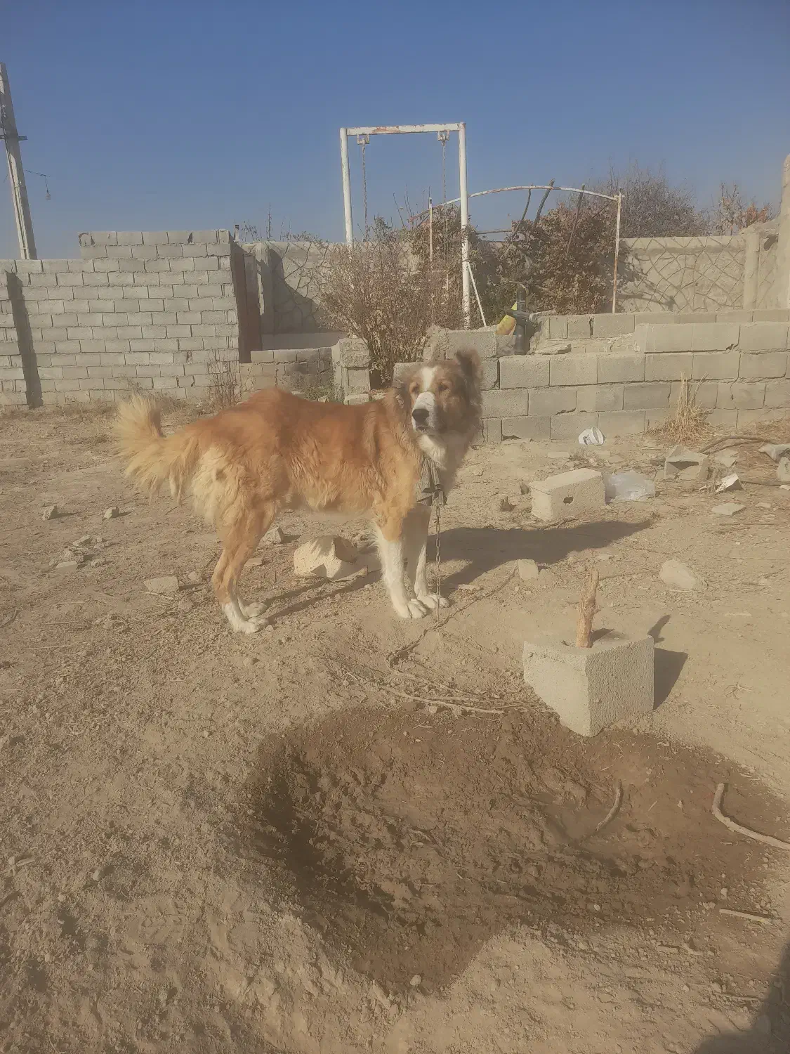 سگ نگهبان|سگ|فلاورجان, |دیوار