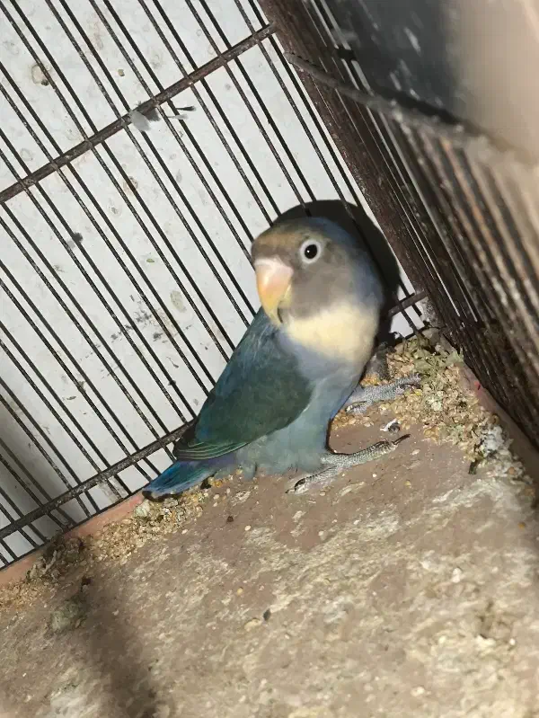 طوطی برزیلی|پرنده|بوشهر, |دیوار