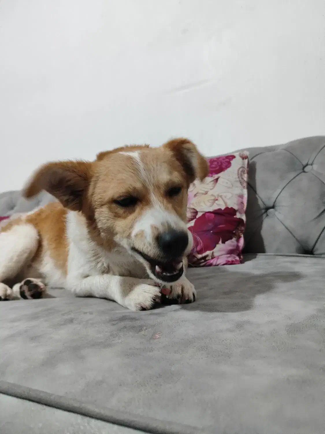 سگ جک راسل تریر|سگ|صوفیان, |دیوار