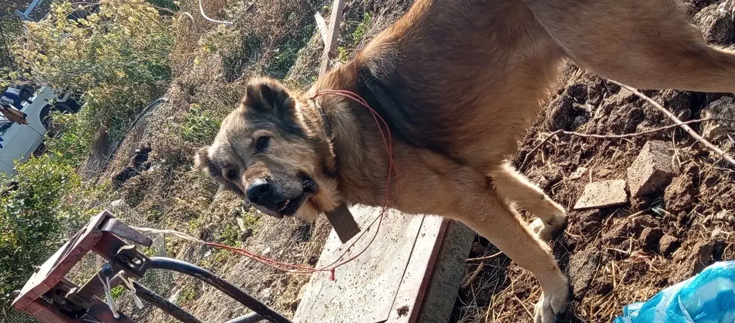 سگ سرابی اصیل|سگ|نوشین شهر, |دیوار