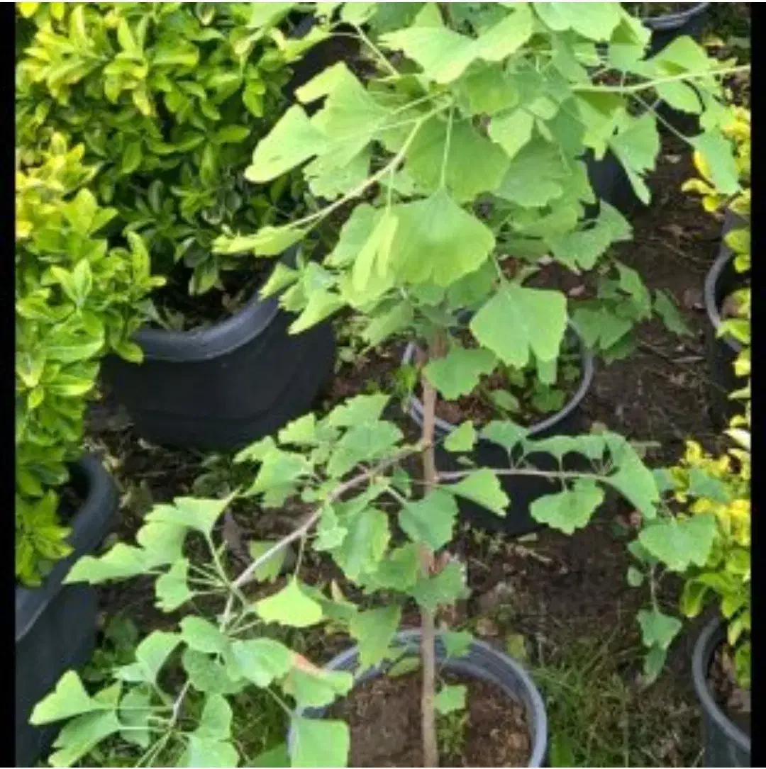 درختچه ژینکو|گل و گیاه طبیعی|کرمان, |دیوار