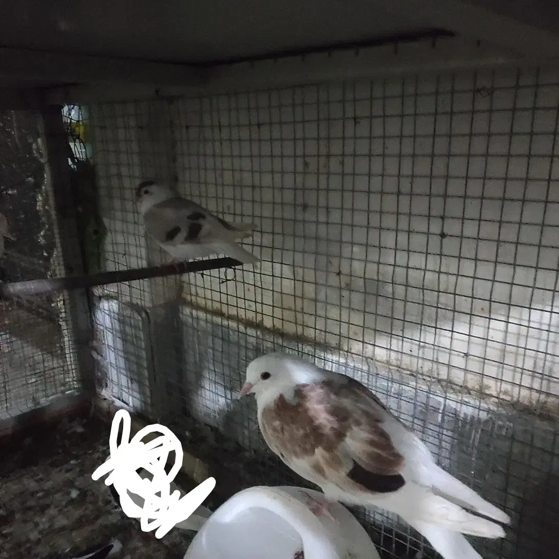 چند عدد کبوتر سرحال|پرنده|کنارک, |دیوار