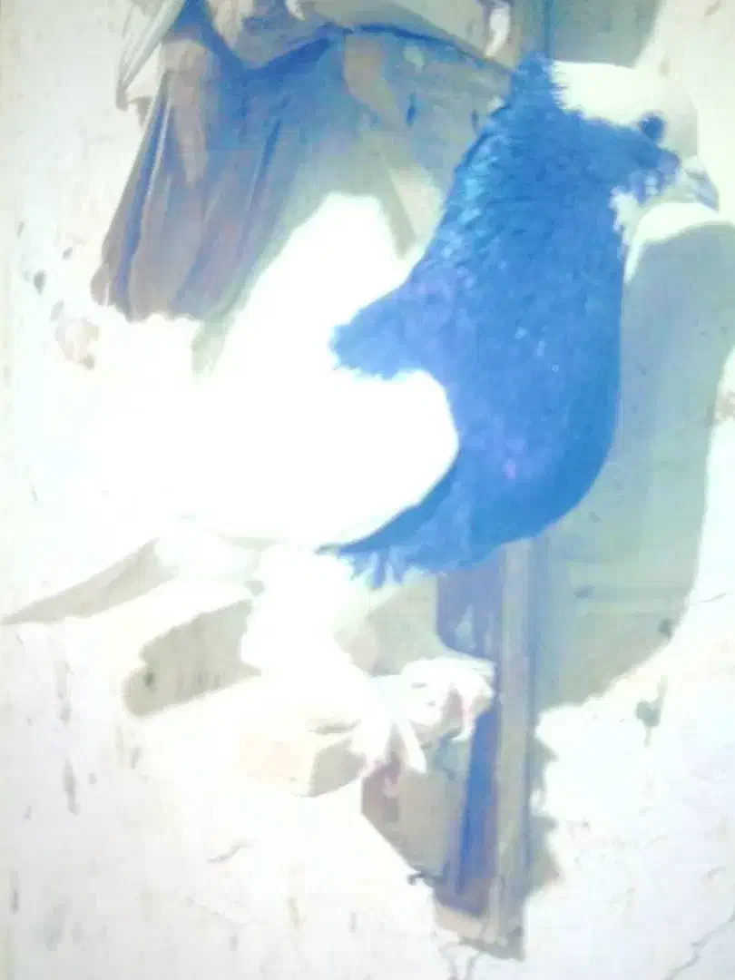 طوق سیاه و سینه سیاه|پرنده|شیراز, شاهچراغ|دیوار