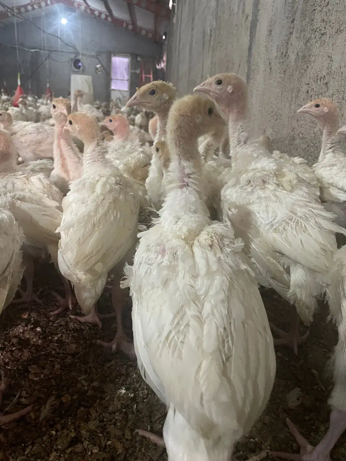 جوجه بوقلمون‌ بیوتی۶ یک‌ ماهه|حیوانات مزرعه|مشهد, اسماعیل آباد|دیوار