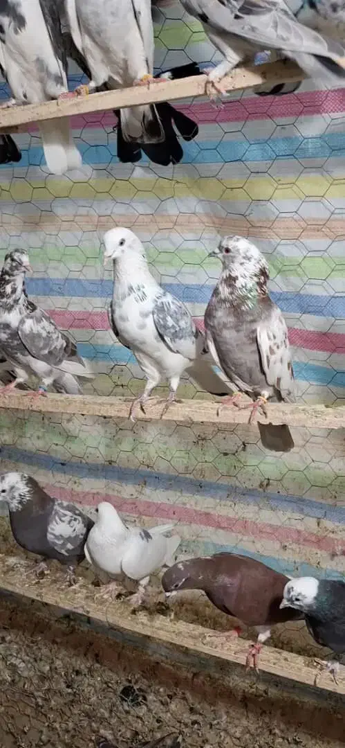 کبوترپرشی|پرنده|مهاباد (آذربایجان غربی), |دیوار