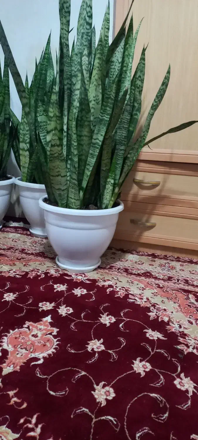 گلهای سانسوریا سه ساله|گل و گیاه طبیعی|کوچصفهان, |دیوار