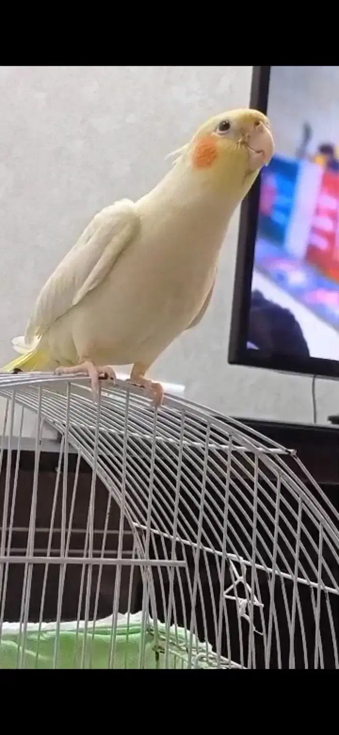 سلام.عروس هلندی لوتینونر سخنگو|پرنده|بندر امام خمینی, |دیوار