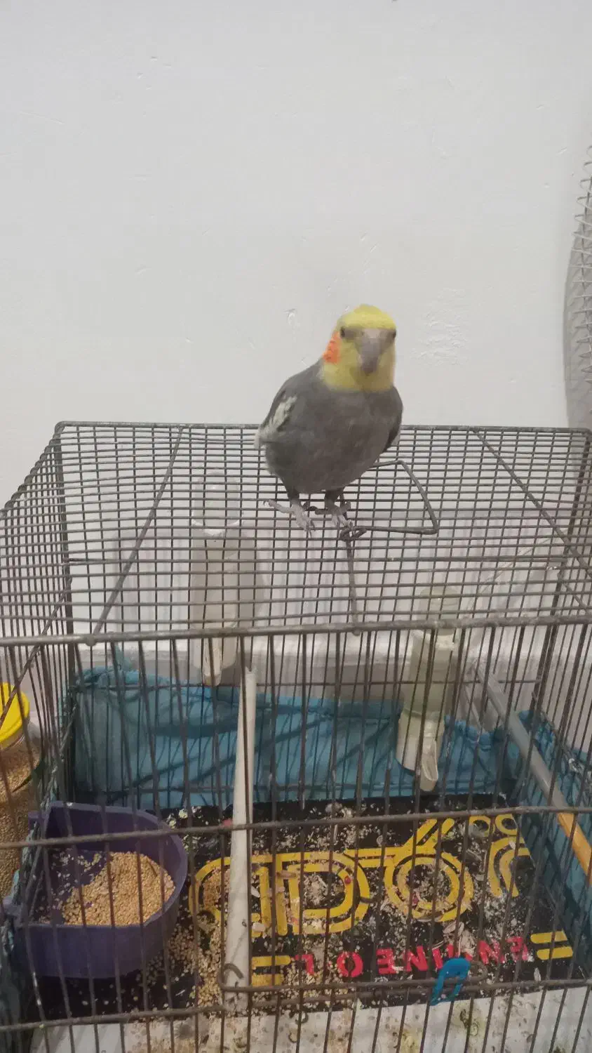 عروس هلندی|پرنده|قم, شهرک امام حسین|دیوار