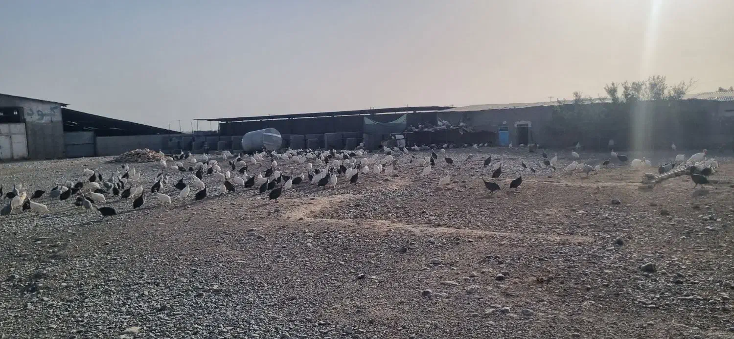 مرغ شاخدار|حیوانات مزرعه|کاشمر, |دیوار