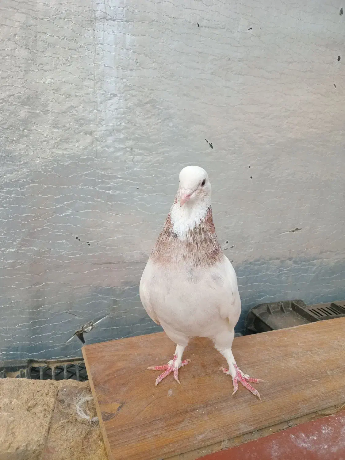 هما ماده عطیقه|پرنده|نکا, |دیوار