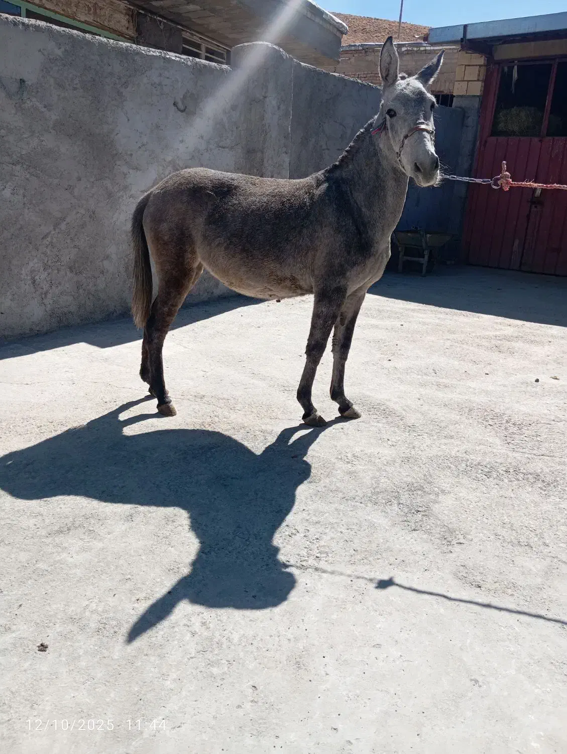 خرید قاطر فروش قاطر|حیوانات مزرعه|لاران, |دیوار