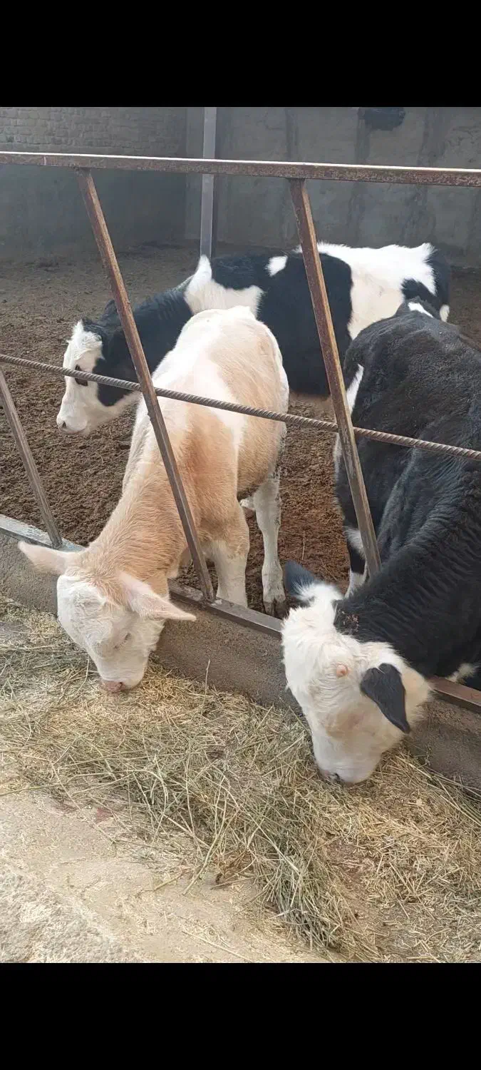 3راس گوساله فروشی|حیوانات مزرعه|بشاریات, |دیوار