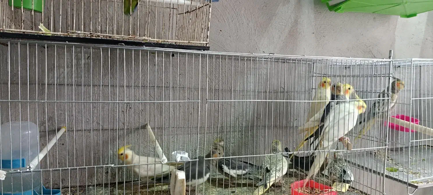 طوطی عروس جوان|پرنده|رشت, آب و برق|دیوار