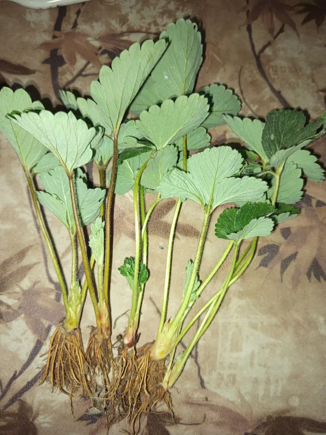 نهال سابرینا دانسته نهال ضمانتی|خدمات باغبانی و درختکاری|دلند, |دیوار