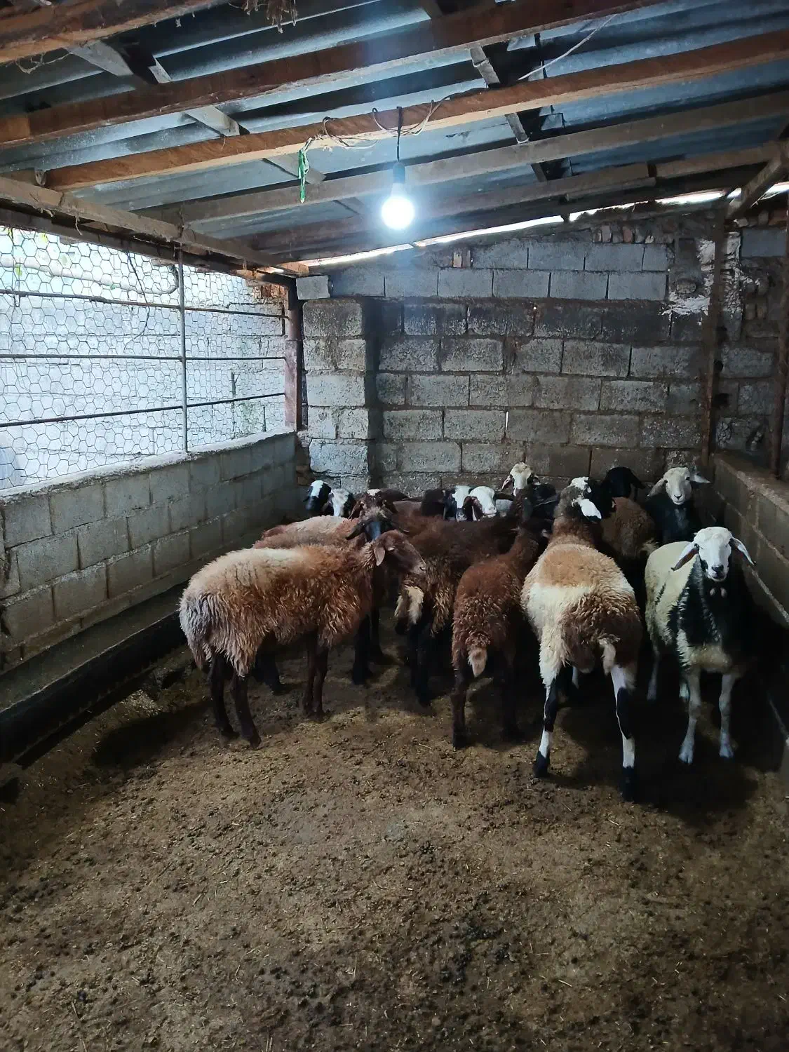 بره نیم گوشت پای پروار|حیوانات مزرعه|قائمشهر, |دیوار