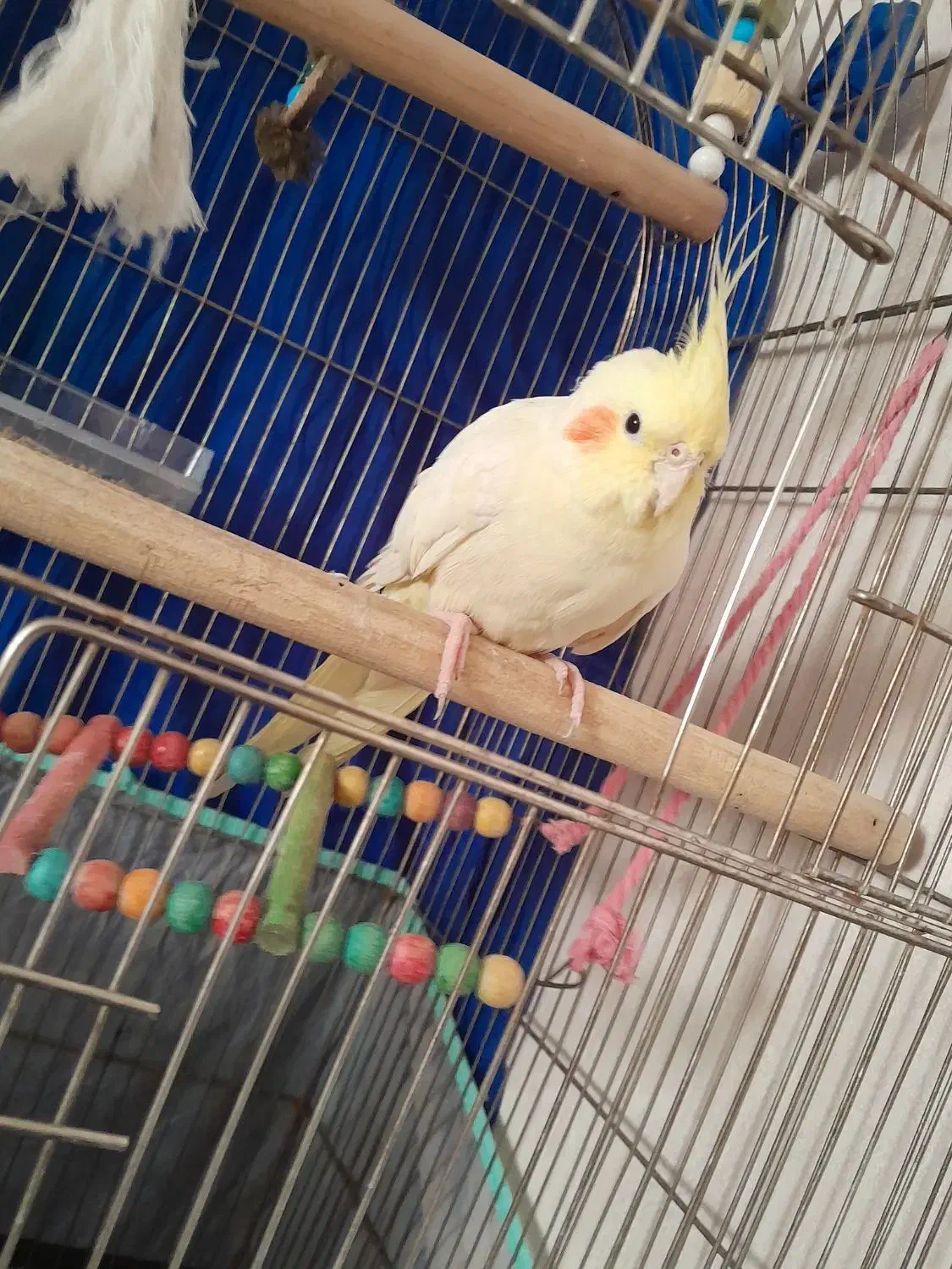 یک جفت عروس هلندی قیمت توافقی|پرنده|ساوه, |دیوار