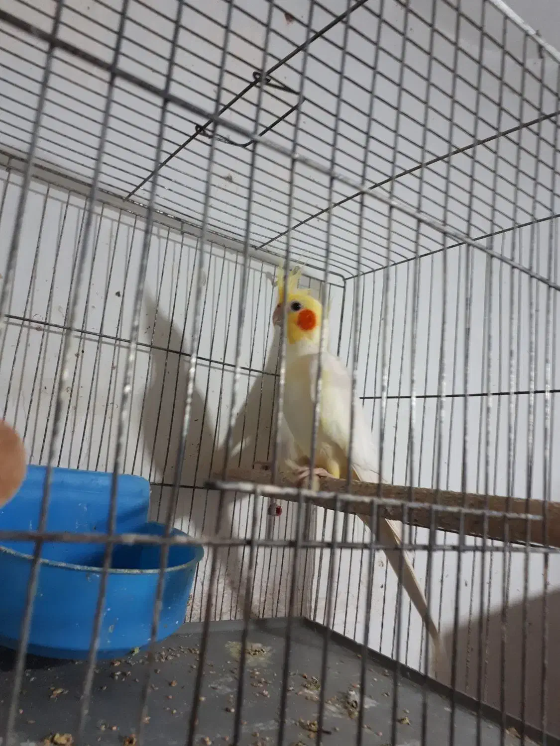 عروس هلندی جفت|پرنده|رشت, شالکو|دیوار