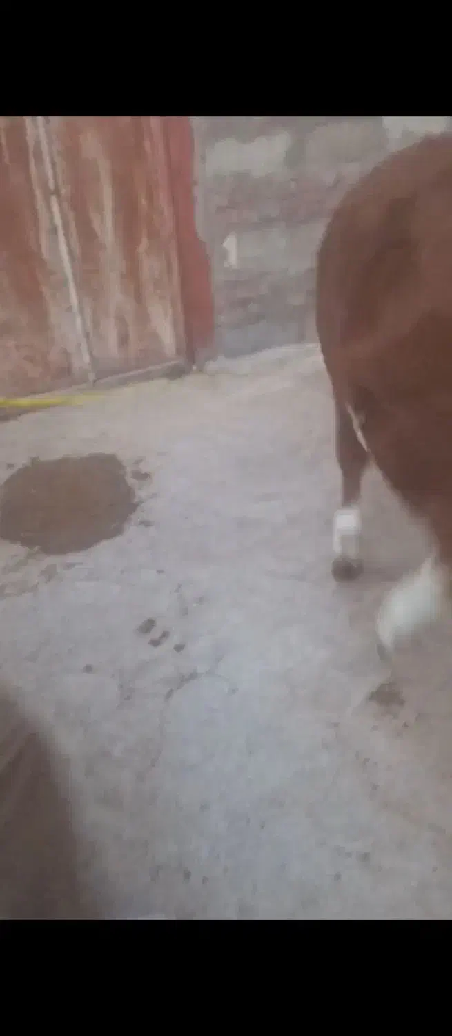 گوساله نرتخمی|حیوانات مزرعه|کشاورز, |دیوار