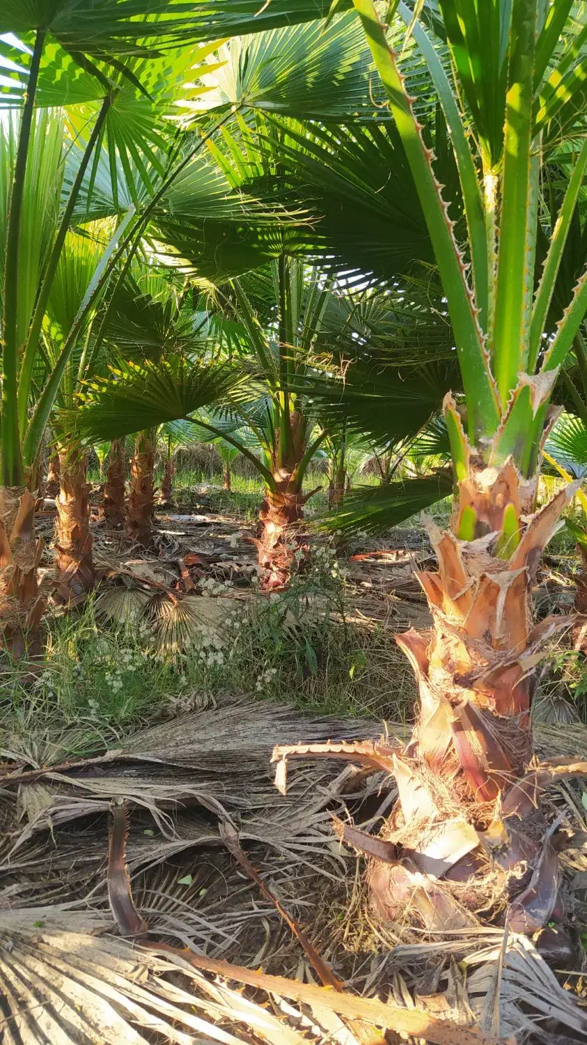 پالم واشنگتن|گل و گیاه طبیعی|کلاچای, |دیوار