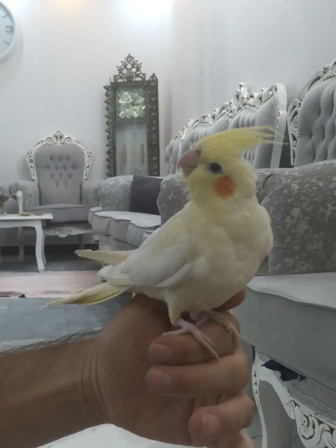 عروس هلندی لوتینو|پرنده|قرچک, مهدیه|دیوار