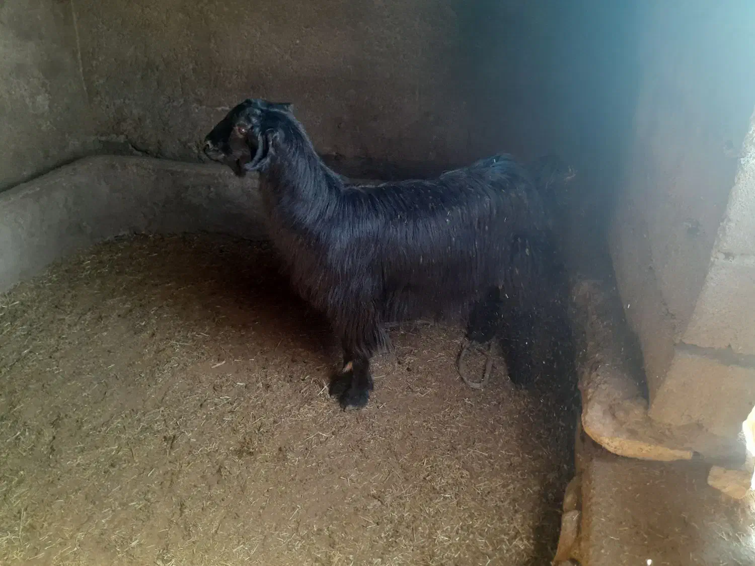 بز چاق|حیوانات مزرعه|چگنی, |دیوار