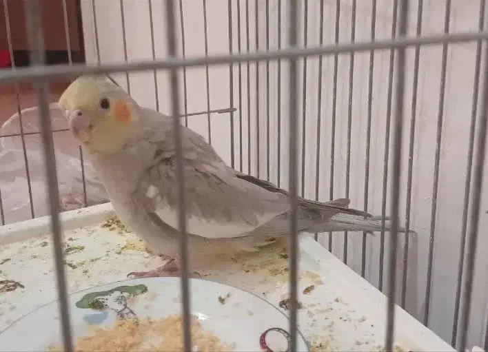 عروس هلندی|پرنده|دهاقان, |دیوار