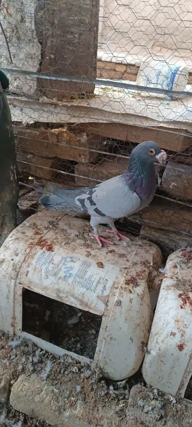 کبوتر هفترنگ و طوقی و سبز|پرنده|سبزوار, رباط|دیوار