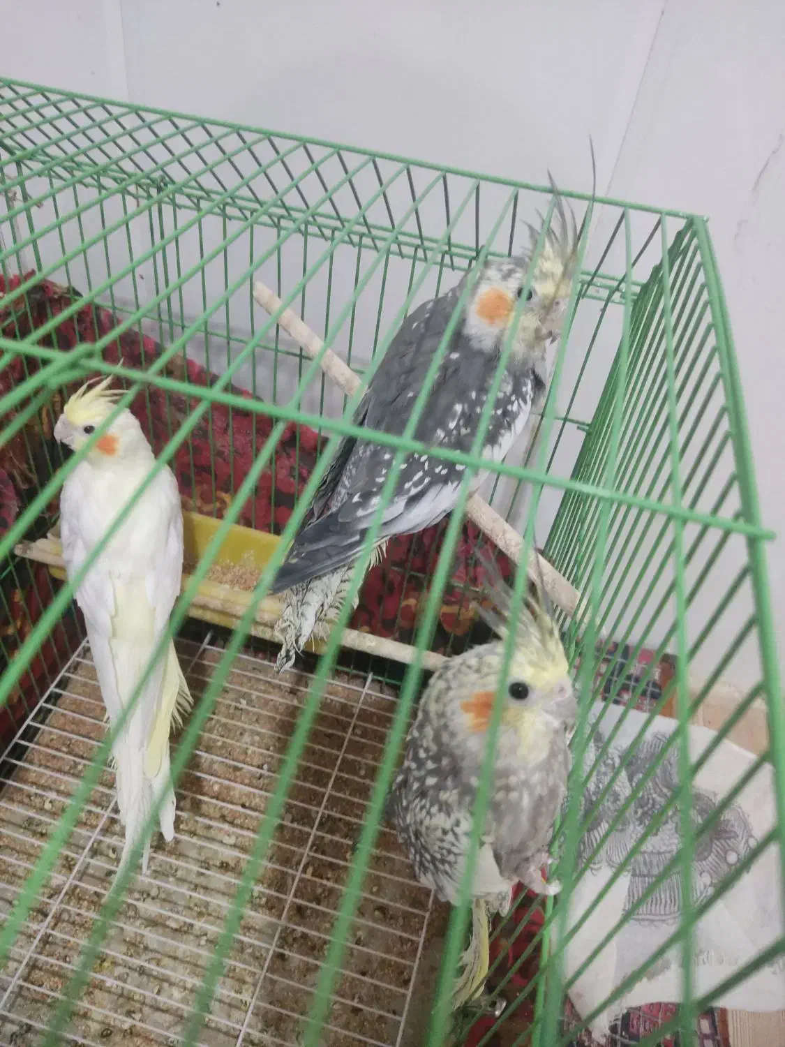 طوطی هلندی مرواریدی|پرنده|بندر ماهشهر, |دیوار