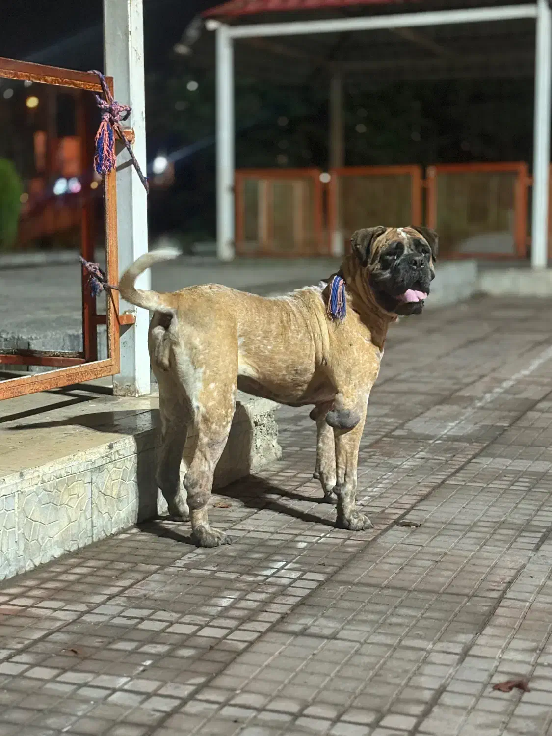 سگ باکسر ماده|سگ|قائم‌شهر, |دیوار