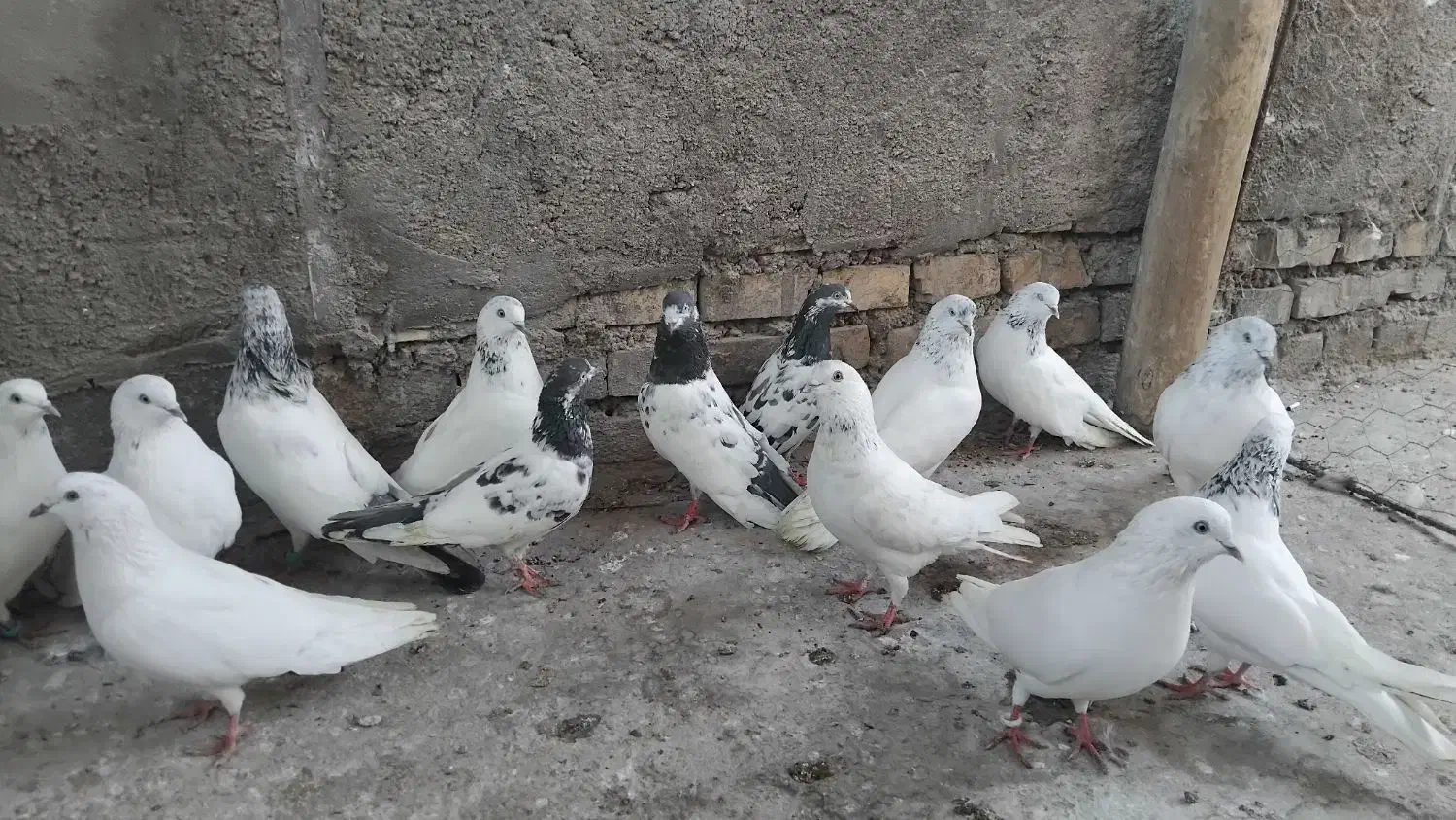 پاکستانی|پرنده|اندیمشک, |دیوار